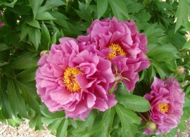 garden candy® evie jane8